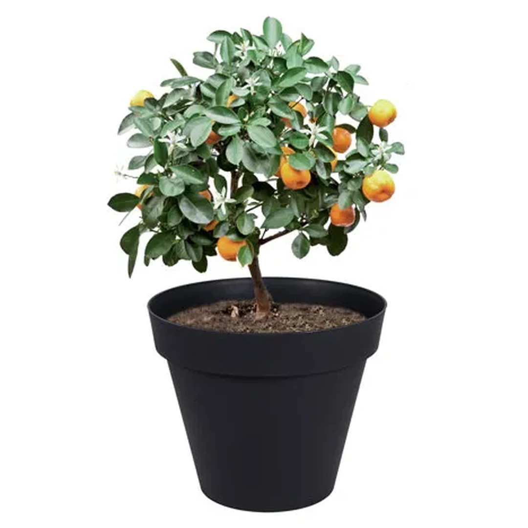 Pot De Fleurs En Pierre Moulée 20cm - Résistant Gel | Style Amphore Grèce Antique