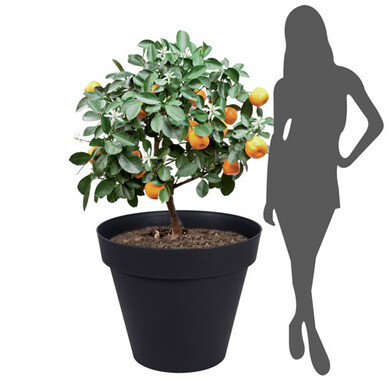 Plant pot EDA Tuscany Anthracite Ø 46 x 65 cm main image 1