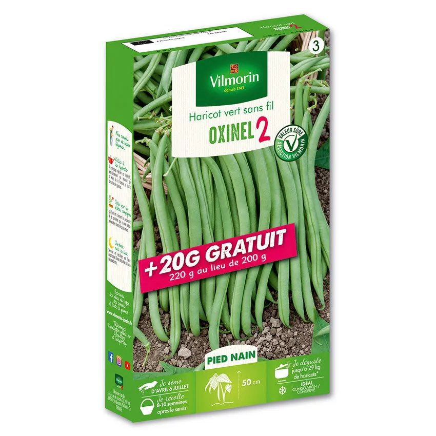 Haricot nain vert Oxinel