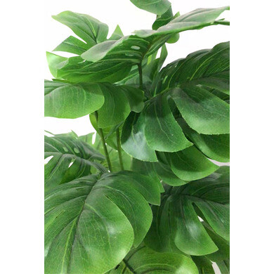 monstera deliciosa panaschiert Monstera variegata main image 0