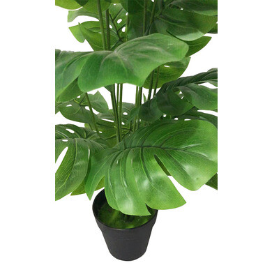 philodendron gloriosum verde Philodendron Gloriosum main image 0