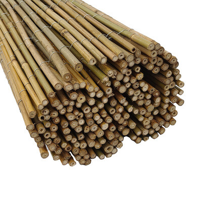 bambus fargesia flamingo Fargesia nitida Fountain Clump Bamboo SOLD OUT  Earthly Pursuits, Inc